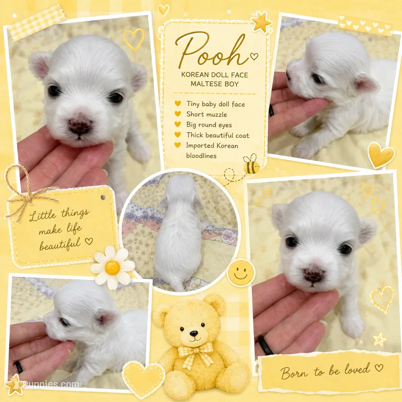 Pooh teacup korean – Maltese puppy for sale in Orlando, FL