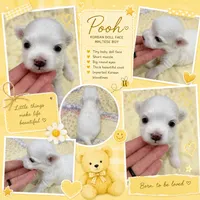 Pooh teacup korean, a male Maltese for sale in Orlando, FL – 1 of 1