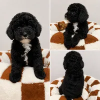 Snoopy, a male Poodle - Toy  for sale in Orlando, FL – 1 of 1