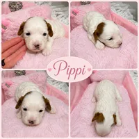 Pippi, a female Cavapoo for sale in Orlando, FL – 1 of 1