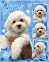 James, a male Poodle - Toy  for sale in Orlando, FL – 2 of 2