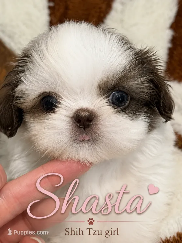 Shasta – Shih Tzu puppy for sale in Orlando, FL