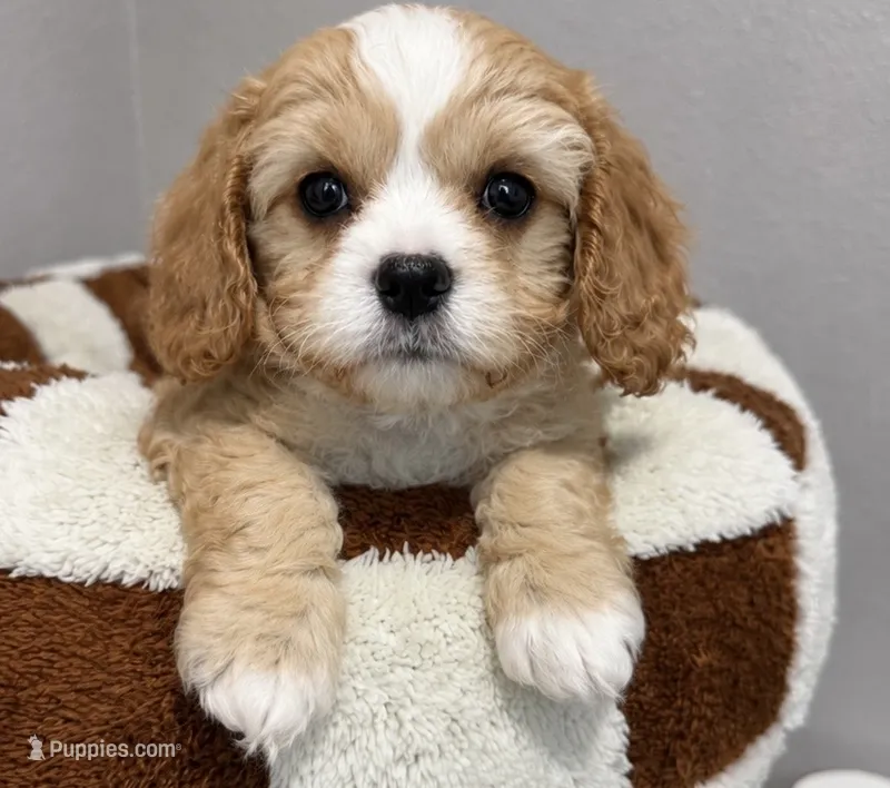 Tango – Cavapoo puppy for sale in Orlando, FL