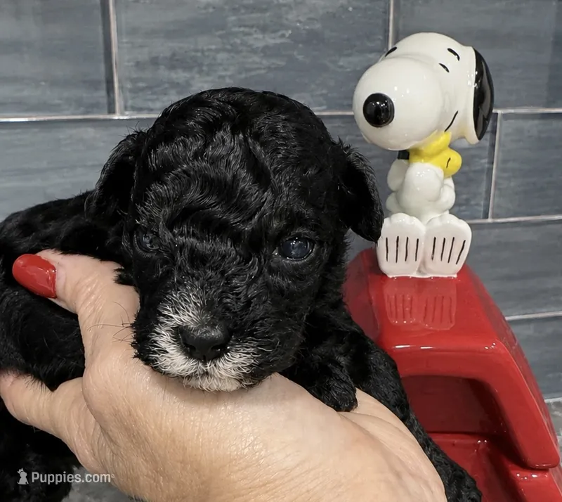 Snoopy – Yorkipoo puppy for sale in Orlando, FL