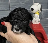 Snoopy, a male Yorkipoo for sale in Orlando, FL – 1 of 1