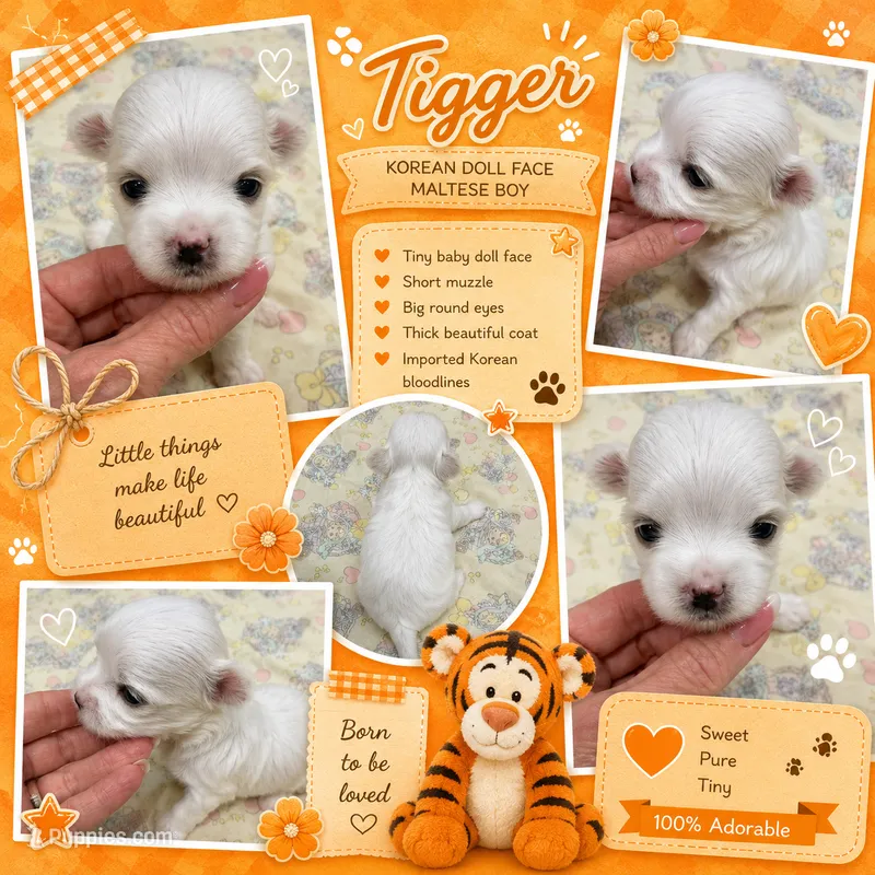 Tigger teacup korean – Maltese puppy for sale in Orlando, FL