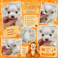 Tigger teacup korean, a male Maltese for sale in Orlando, FL – 1 of 1