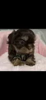 Tootsie imperial doll face, a female Shih Tzu for sale in Orlando, FL – 5 of 5