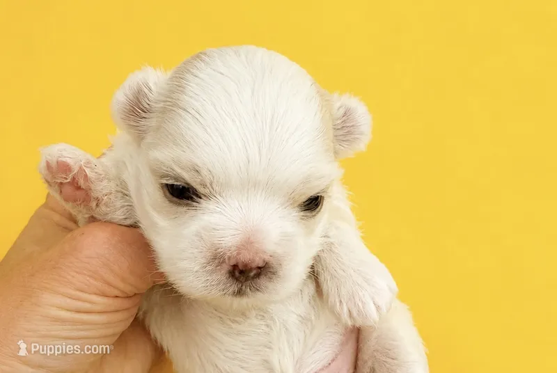 Echo Korean akc – Maltese puppy for sale in Orlando, FL
