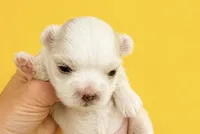 Echo Korean akc, a male Maltese for sale in Orlando, FL – 1 of 1