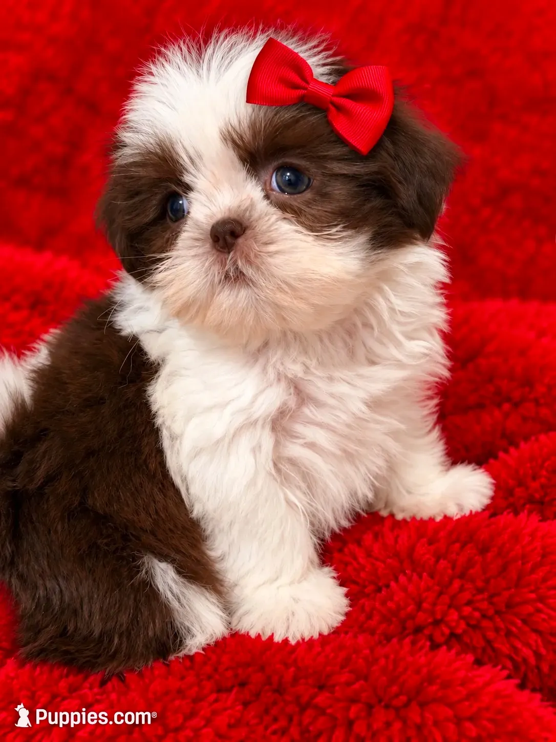 Clover dollface, a female Shih Tzu for sale in Orlando, FL – 4 of 5