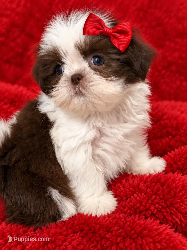 Clover dollface – Shih Tzu puppy for sale in Orlando, FL