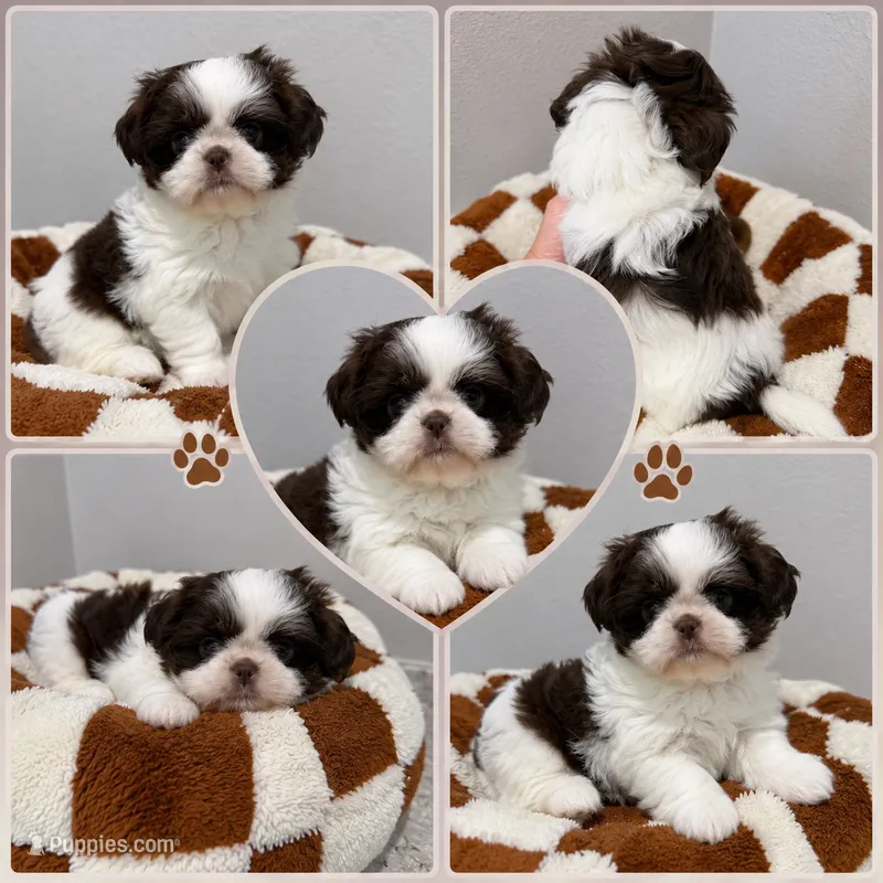Rolo – Shih Tzu puppy for sale in Orlando, FL