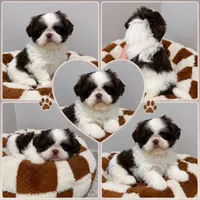Rolo, a male Shih Tzu for sale in Orlando, FL – 1 of 1