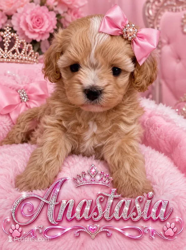 Korean doll face  Anastasia  – Maltipoo puppy for sale in Orlando, FL