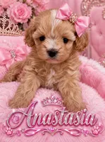 Korean doll face  Anastasia , a female Maltipoo for sale in Orlando, FL – 1 of 1
