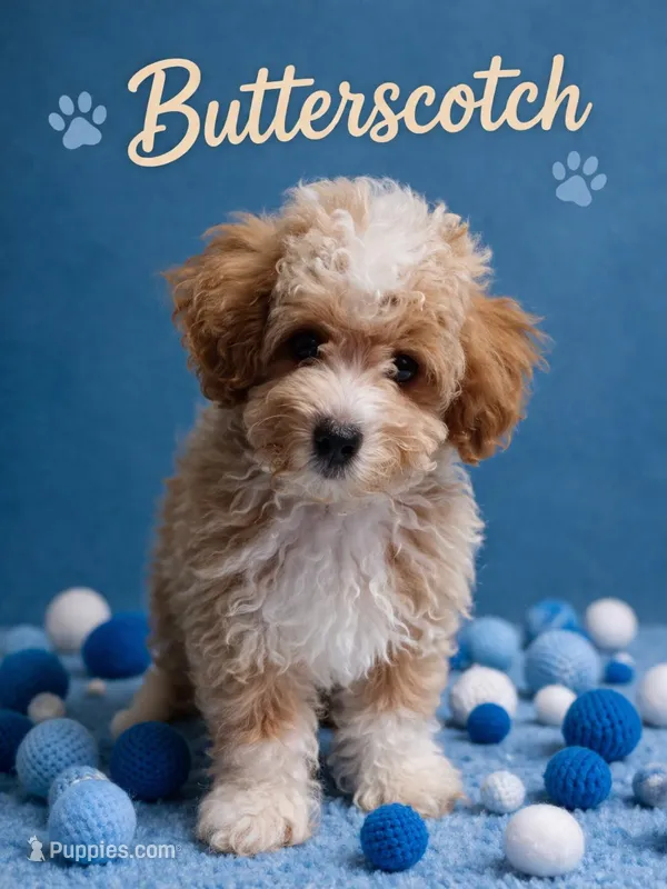 Butterscotch – Poodle - Toy  puppy for sale in Orlando, FL