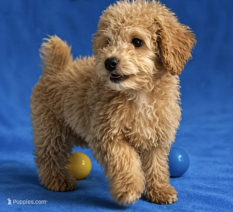 Cookie – Poodle - Toy  puppy for sale in Orlando, FL