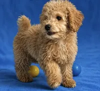 Cookie, a male Poodle - Toy  for sale in Orlando, FL – 1 of 1