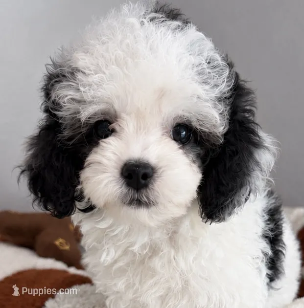 Snoppy teacup 2 pounds – Poodle - Toy  puppy for sale in Orlando, FL
