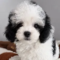 Snoppy teacup 2 pounds, a male Poodle - Toy  for sale in Orlando, FL – 1 of 3