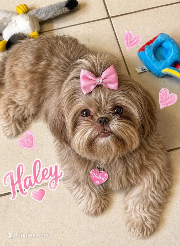 Haley – Shih Tzu puppy for sale in Orlando, FL