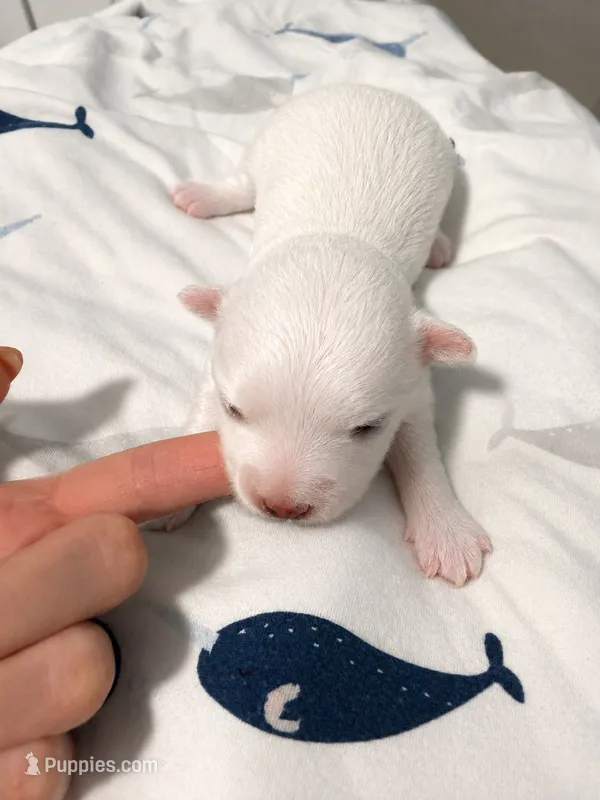 Dobby teacup korean – Maltese puppy for sale in Orlando, FL