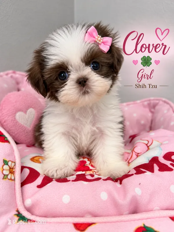 Clover – Shih Tzu puppy for sale in Orlando, FL