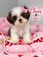 Clover, a female Shih Tzu for sale in Orlando, FL – 1 of 1