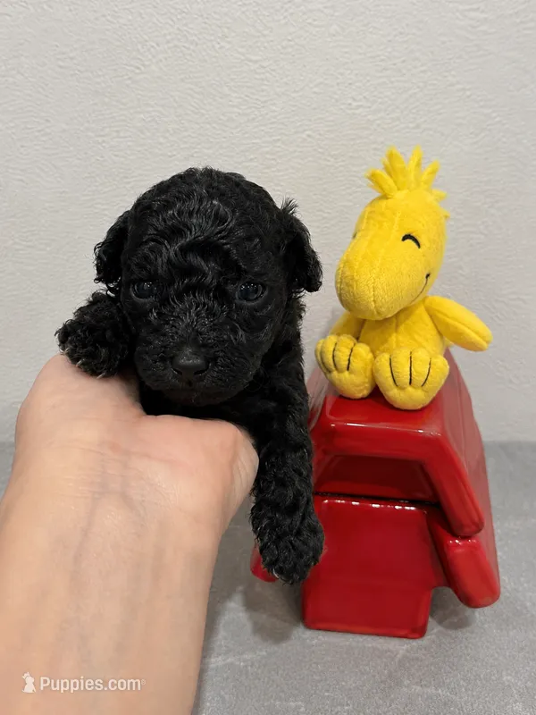 Woodstock – Yorkipoo puppy for sale in Orlando, FL