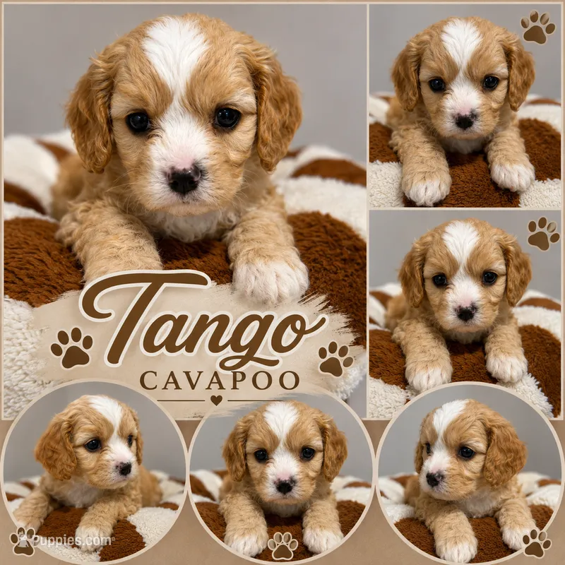 Tango – Cavapoo puppy for sale in Orlando, FL