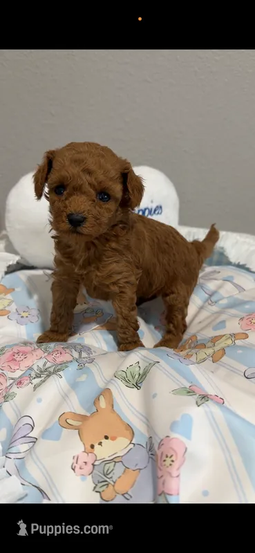 Robin tiny 1.10  – Poodle - Toy  puppy for sale in Orlando, FL