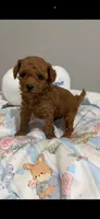 Robin tiny 1.10 , a male Poodle - Toy  for sale in Orlando, FL – 1 of 1
