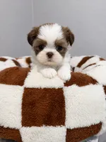 Acorn, a male Shih Tzu for sale in Orlando, FL – 1 of 1