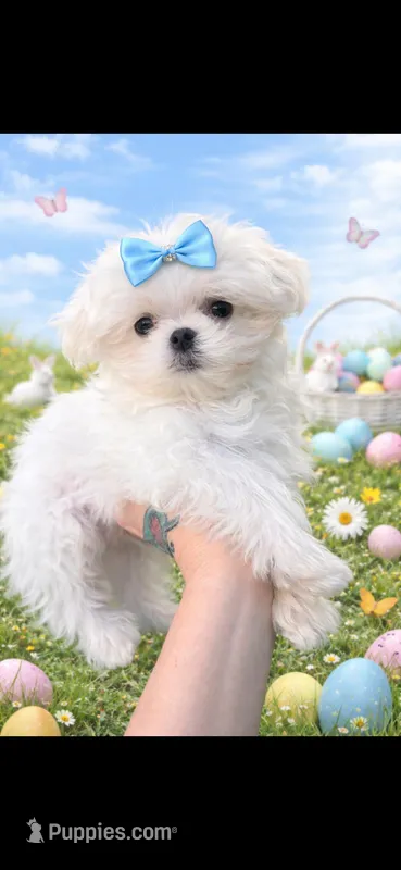 Snowball tiny teacup  – Maltese puppy for sale in Orlando, FL