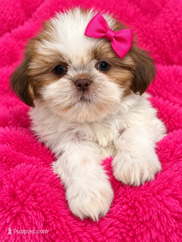 Ginger  – Shih Tzu puppy for sale in Orlando, FL