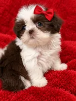 Clover dollface, a female Shih Tzu for sale in Orlando, FL – 5 of 5