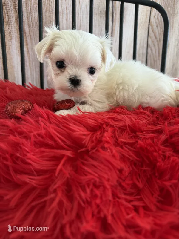 Akc Tiny Korean red 1 pound