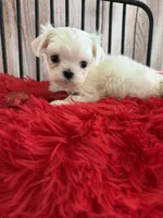 processed/4c3827ec-def4-41ff-bdce-366b6b9731b7/listing/aa9dd1de-1533-4fe9-889d-2487a94048a3/267c2b53-abc1-4e0f-8e28-49b0fb5128f0