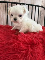 processed/4c3827ec-def4-41ff-bdce-366b6b9731b7/listing/aa9dd1de-1533-4fe9-889d-2487a94048a3/a3298293-62eb-4523-aa26-11183867333d