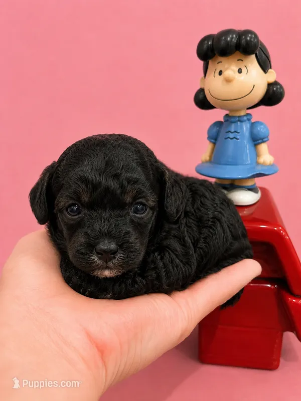 Lucy – Yorkipoo puppy for sale in Orlando, FL