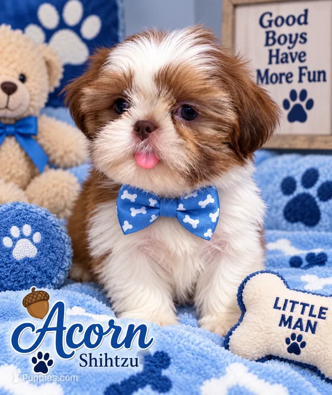 Acorn – Shih Tzu puppy for sale in Orlando, FL