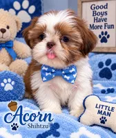 Acorn, a male Shih Tzu for sale in Orlando, FL – 1 of 1