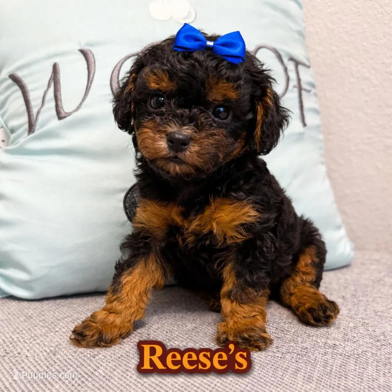 Reese‘s teacup