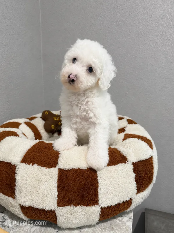 John – Poodle - Toy  puppy for sale in Orlando, FL