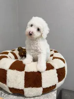 John, a male Poodle - Toy  for sale in Orlando, FL – 1 of 1