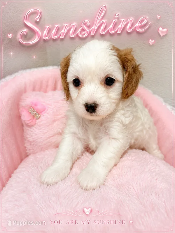 Sunshine – Cavapoo puppy for sale in Orlando, FL