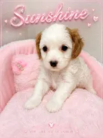 Sunshine, a female Cavapoo for sale in Orlando, FL – 1 of 2