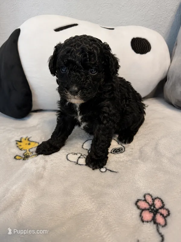 Snoopy – Yorkipoo puppy for sale in Orlando, FL