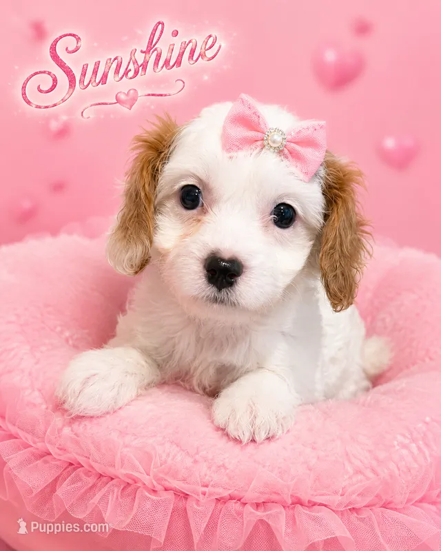 Sunshine – Cavapoo puppy for sale in Orlando, FL